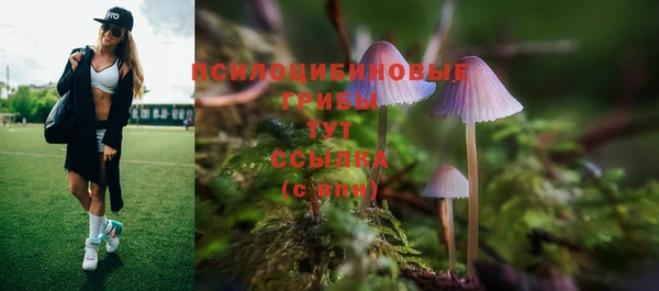 прущие грибы Дмитровск